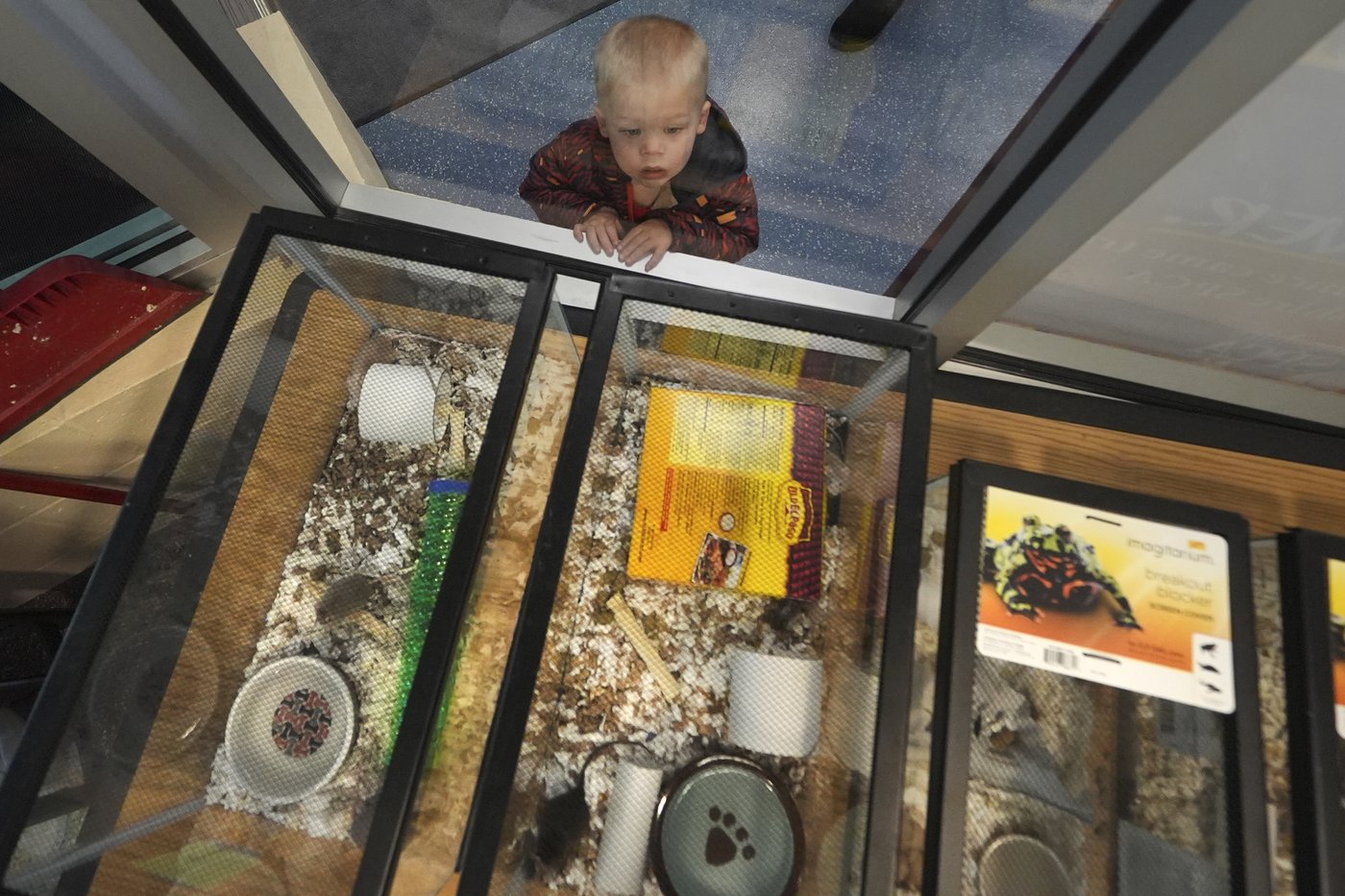 New Hampshire shelter faces enor-mouse problem after man surrenders nearly 1,000 rodents | iNFOnews.ca