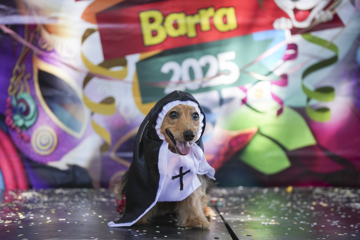 The Rio Carnival street party where dogs parade as superheroes and cartoon characters | iNFOnews.ca The Rio Carnival street party where dogs parade as superheroes and cartoon characters | iNFOnews.ca