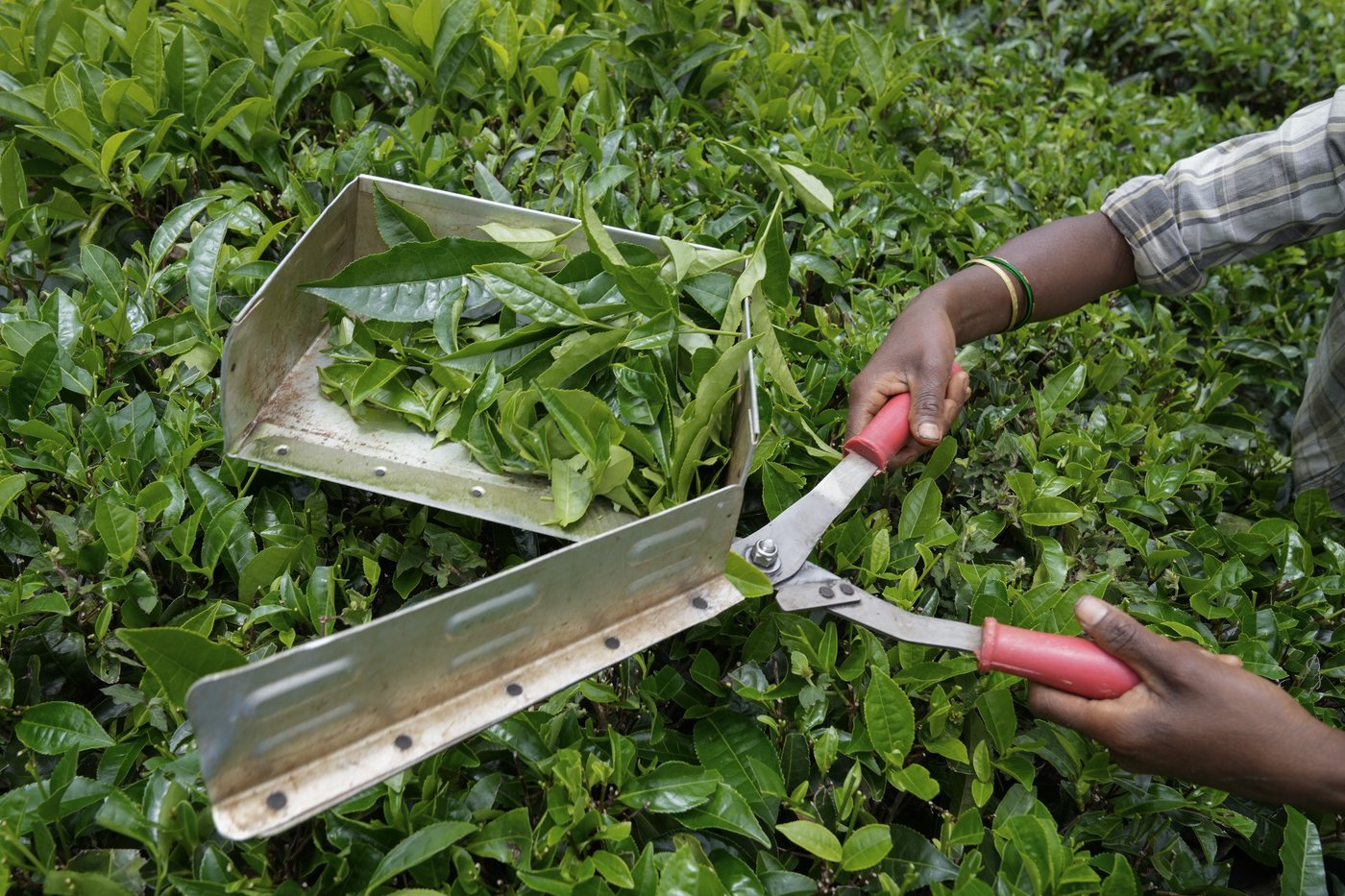 In southern India's tea country, small but mighty efforts are brewing to bring back native forests | iNFOnews.ca