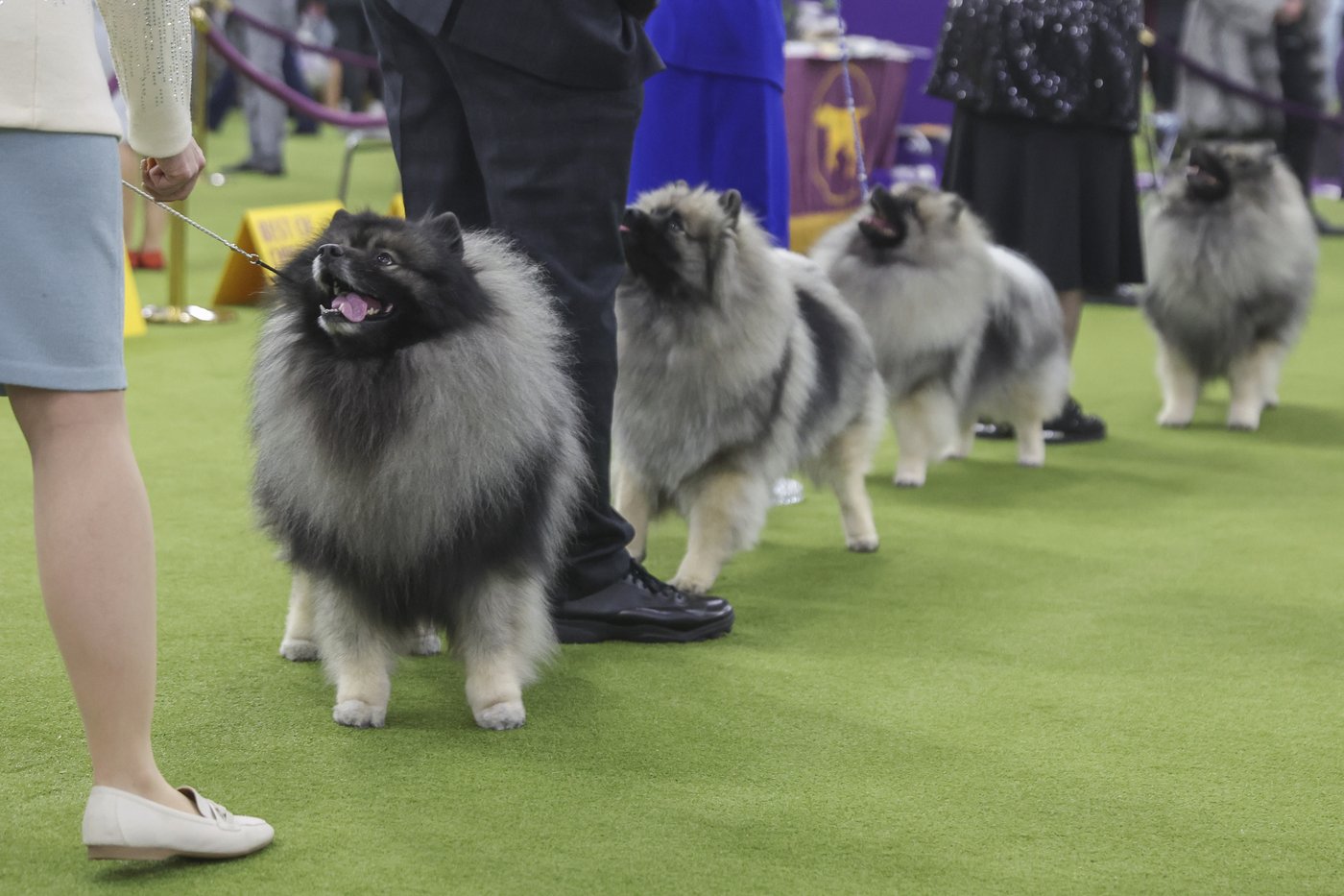Not just Spot: Decoding Westminster show dogs' fancy, fanciful names | iNFOnews.ca
