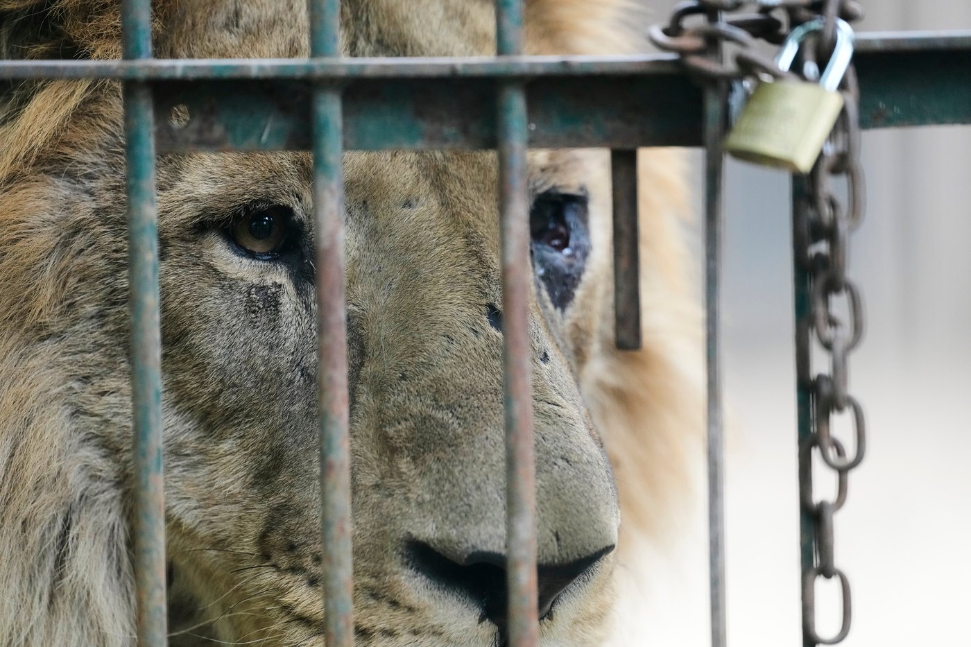 Years after Argentina shut a notorious zoo, the stranded animals are finally being rescued | iNFOnews.ca