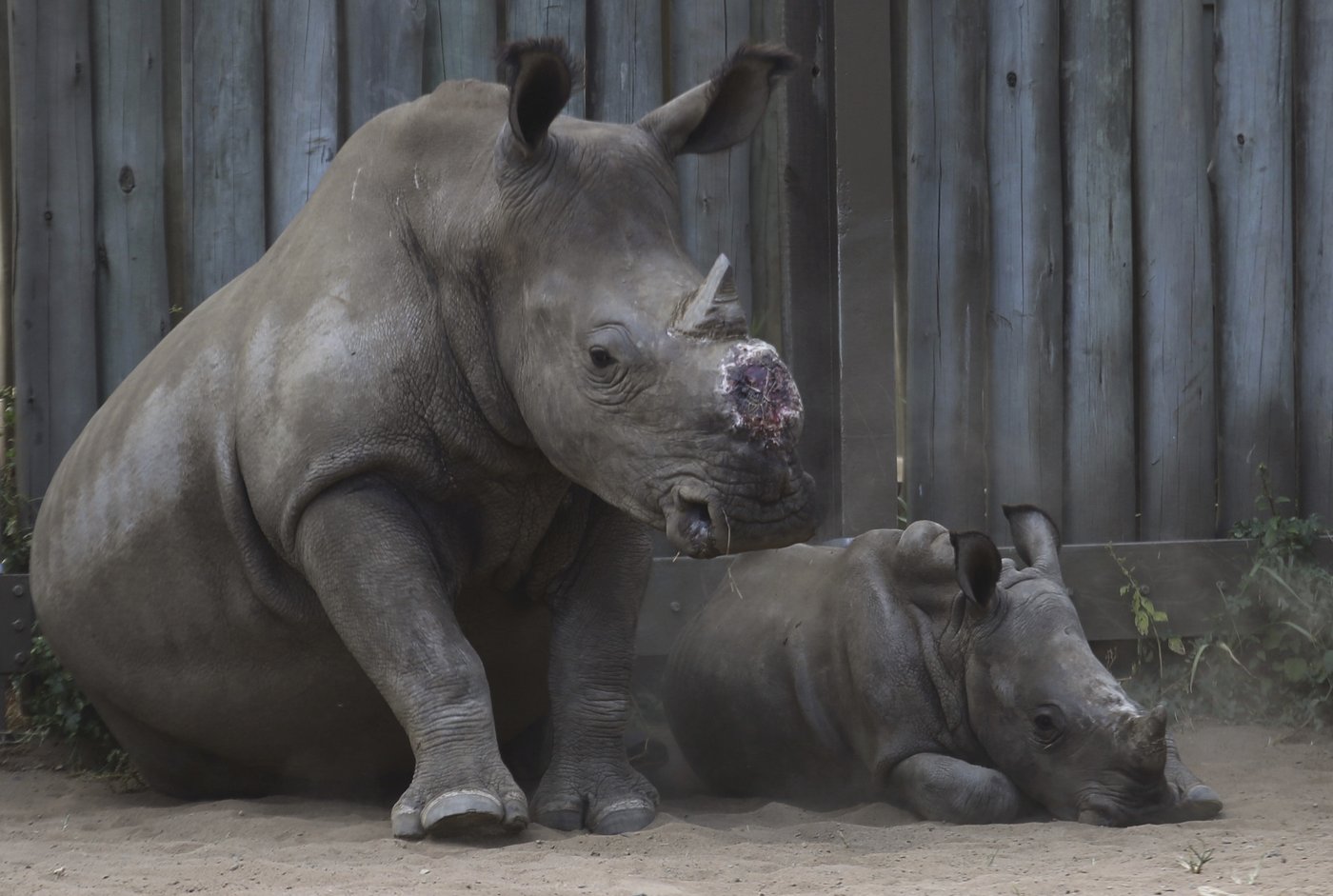 Cutting off rhinos' horns is a contentious last resort to stop poaching. A new study found it works | iNFOnews.ca