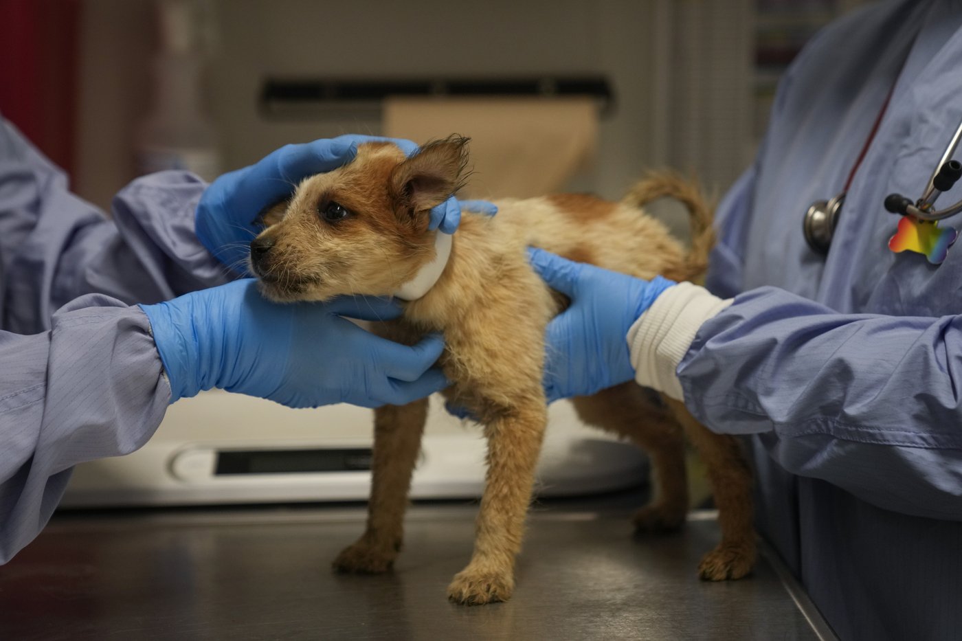 Puppies rescued from flood-stricken Texas arrive at Chicago shelter | iNFOnews.ca