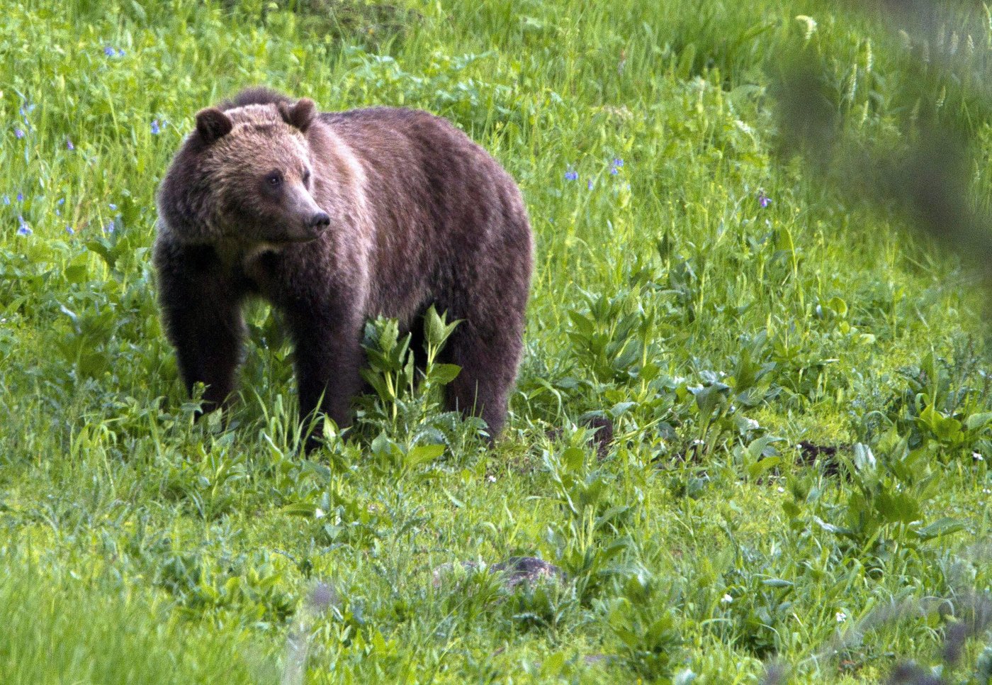 B.C. hikers in stable condition after being attacked by grizzly bear | iNFOnews.ca