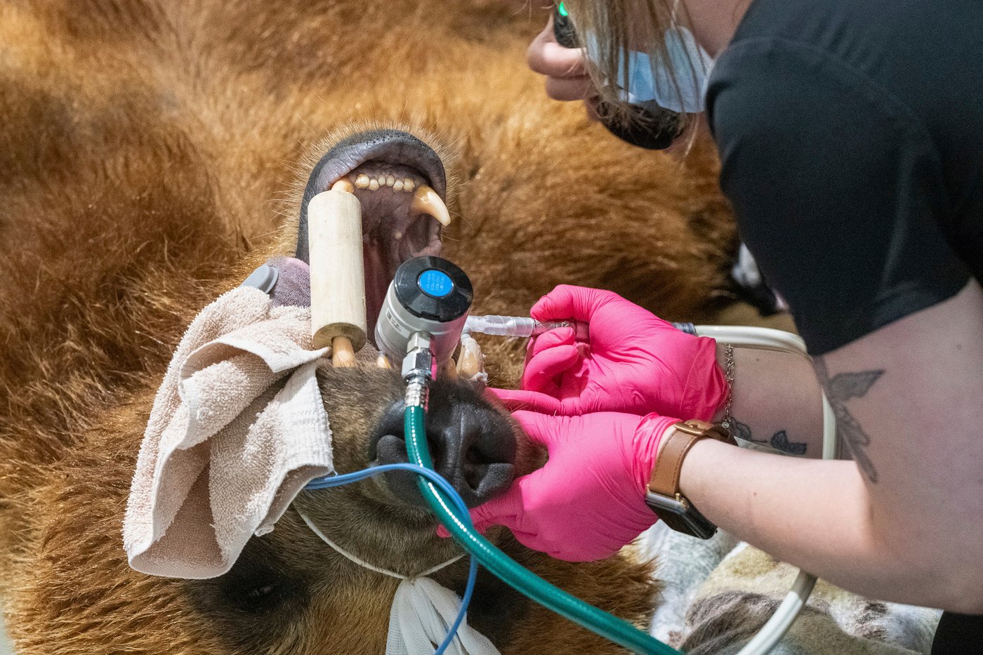 An Alaska brown bear has a new shiny smile after getting a huge metal crown for a canine tooth | iNFOnews.ca