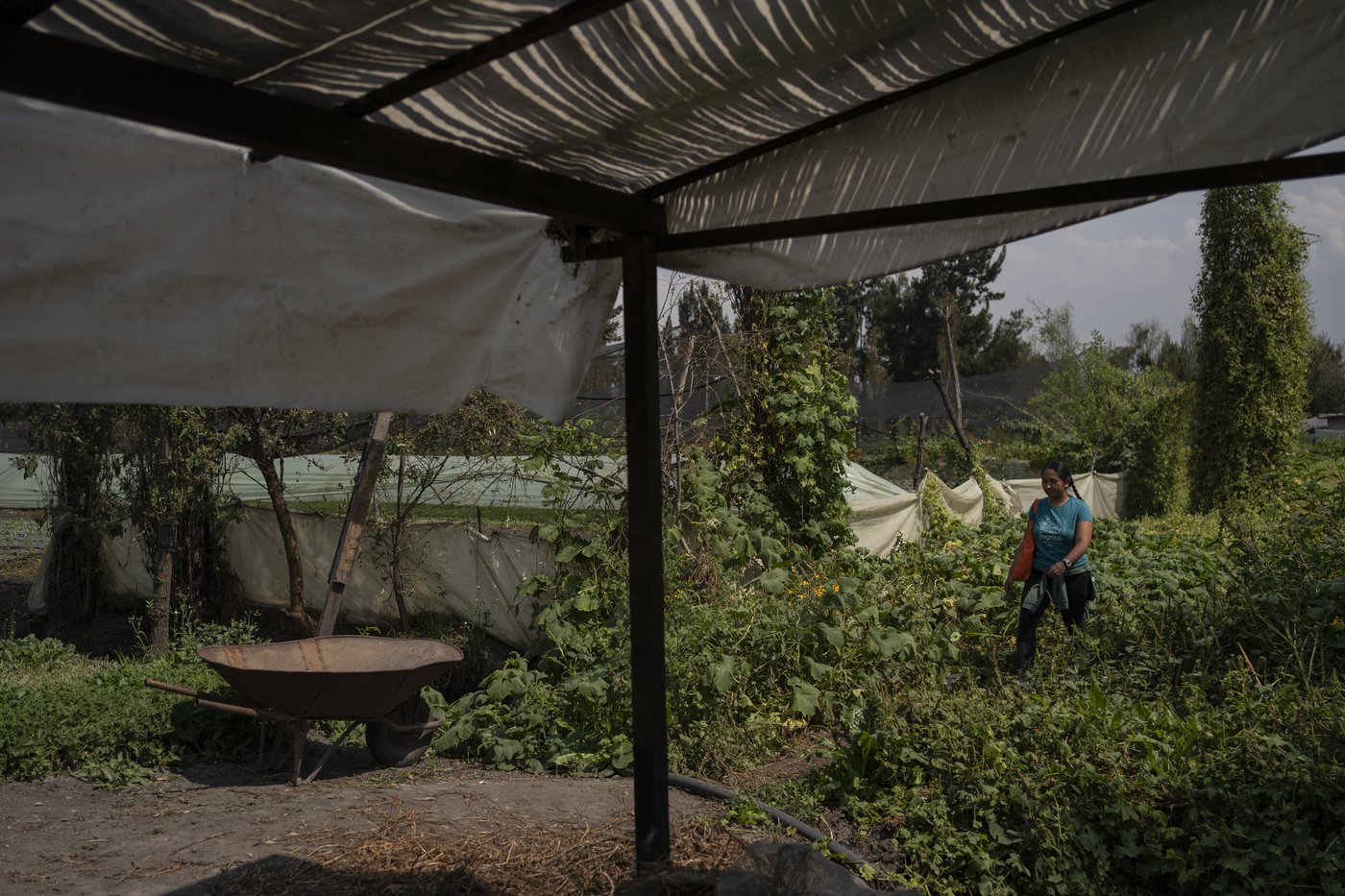 Mexico City’s floating gardens have fed people for hundreds of years. Now they’re threatened | iNFOnews.ca Mexico City’s floating gardens have fed people for hundreds of years. Now they’re threatened | iNFOnews.ca