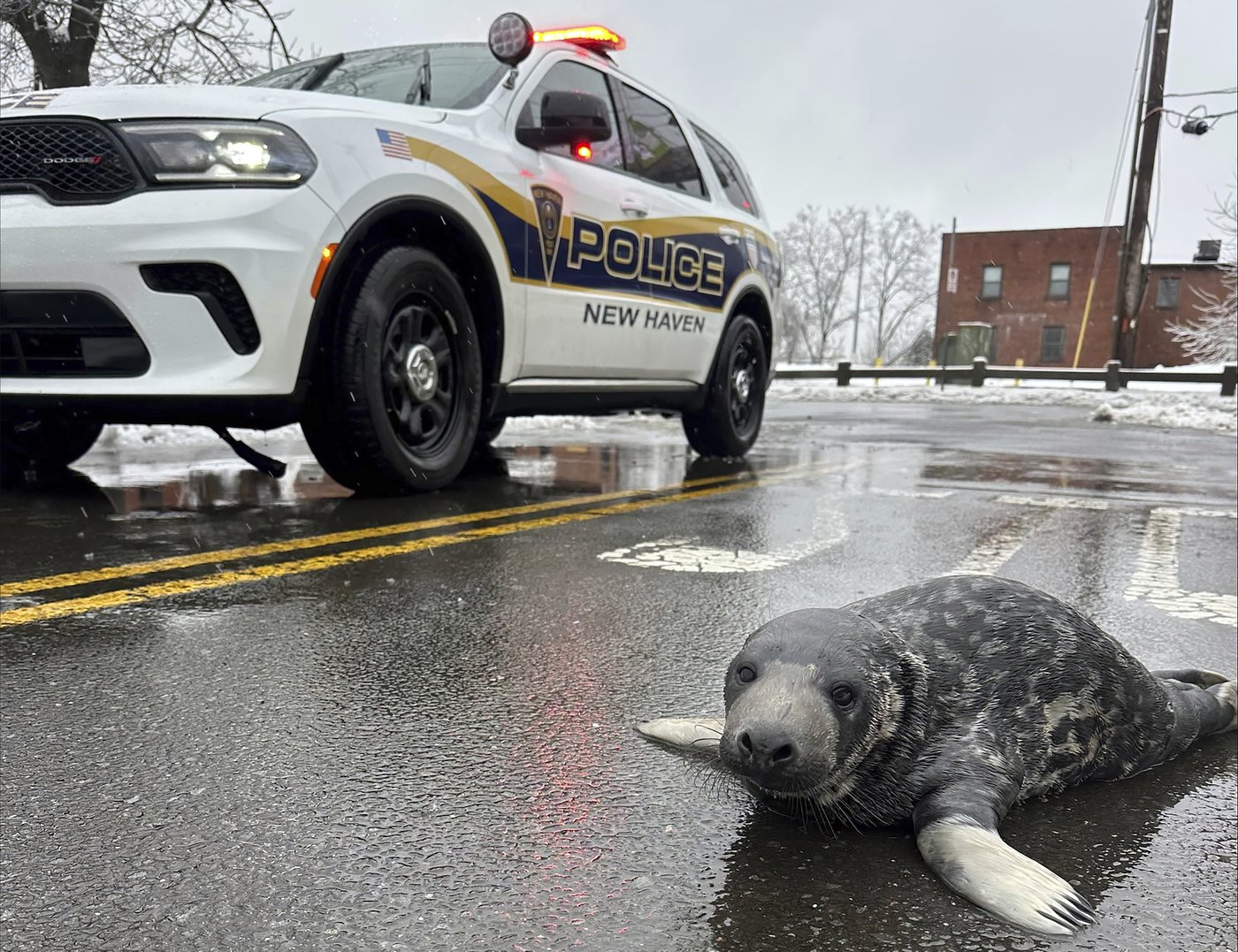 Underweight baby seal is rescued from Connecticut streets and recovering at an aquarium | iNFOnews.ca Underweight baby seal is rescued from Connecticut streets and recovering at an aquarium | iNFOnews.ca
