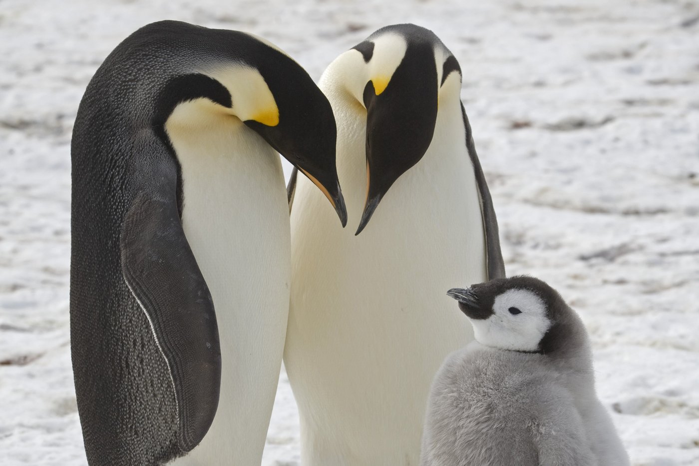 Emperor penguins show dramatic decline in one region of Antarctica, satellite photos show | iNFOnews.ca Emperor penguins show dramatic decline in one region of Antarctica, satellite photos show | iNFOnews.ca