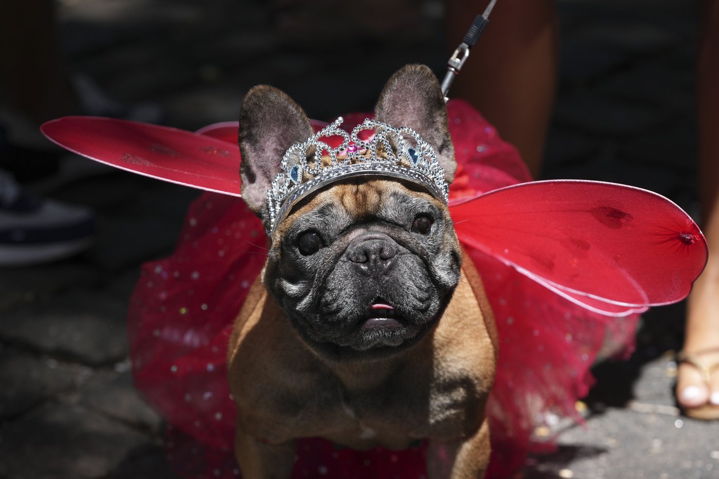 The Rio Carnival street party where dogs parade as superheroes and cartoon characters | iNFOnews.ca The Rio Carnival street party where dogs parade as superheroes and cartoon characters | iNFOnews.ca
