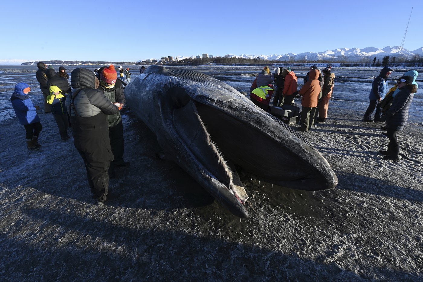 Carcass of endangered fin whale washes up near Alaska's largest city | iNFOnews.ca Carcass of endangered fin whale washes up near Alaska's largest city | iNFOnews.ca