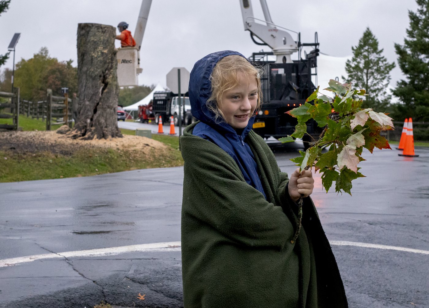 Aging and ailing, 'Message Tree' at Woodstock concert site is reluctantly cut down | iNFOnews.ca