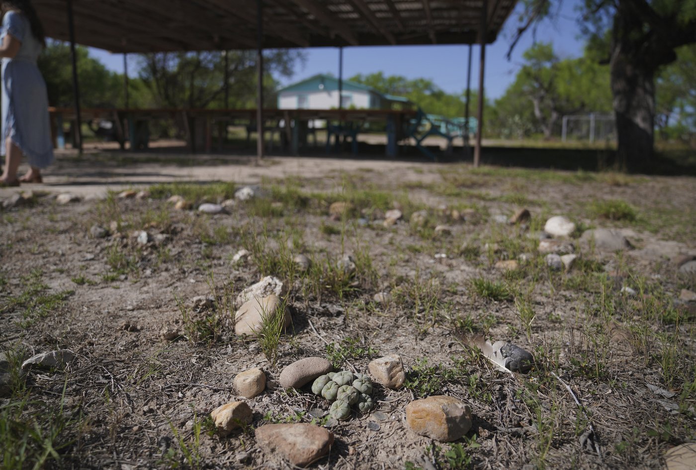 Why this Mexican American woman played a vital role in the US sacramental peyote trade | iNFOnews.ca