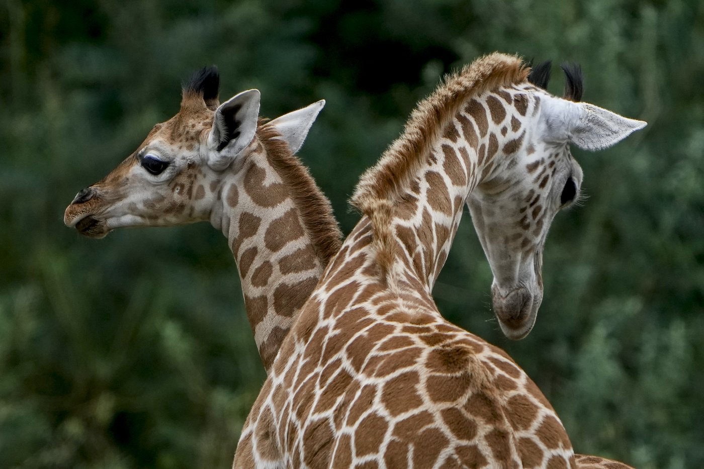 'Beloved' eight-year-old giraffe Jenga dies at Greater Vancouver Zoo | iNFOnews.ca 'Beloved' eight-year-old giraffe Jenga dies at Greater Vancouver Zoo | iNFOnews.ca
