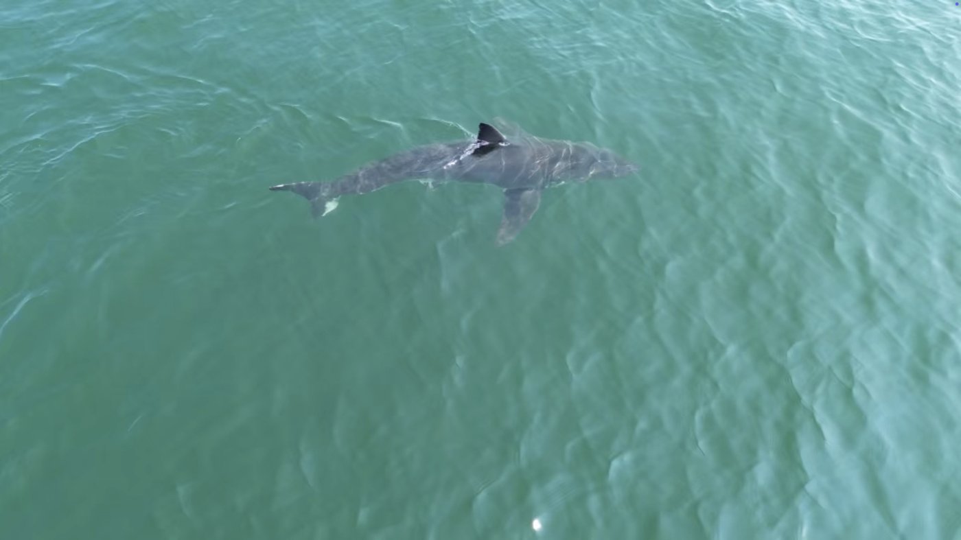 Great white shark is seen near popular beaches in Maine, sparking a warning from police | iNFOnews.ca Great white shark is seen near popular beaches in Maine, sparking a warning from police | iNFOnews.ca