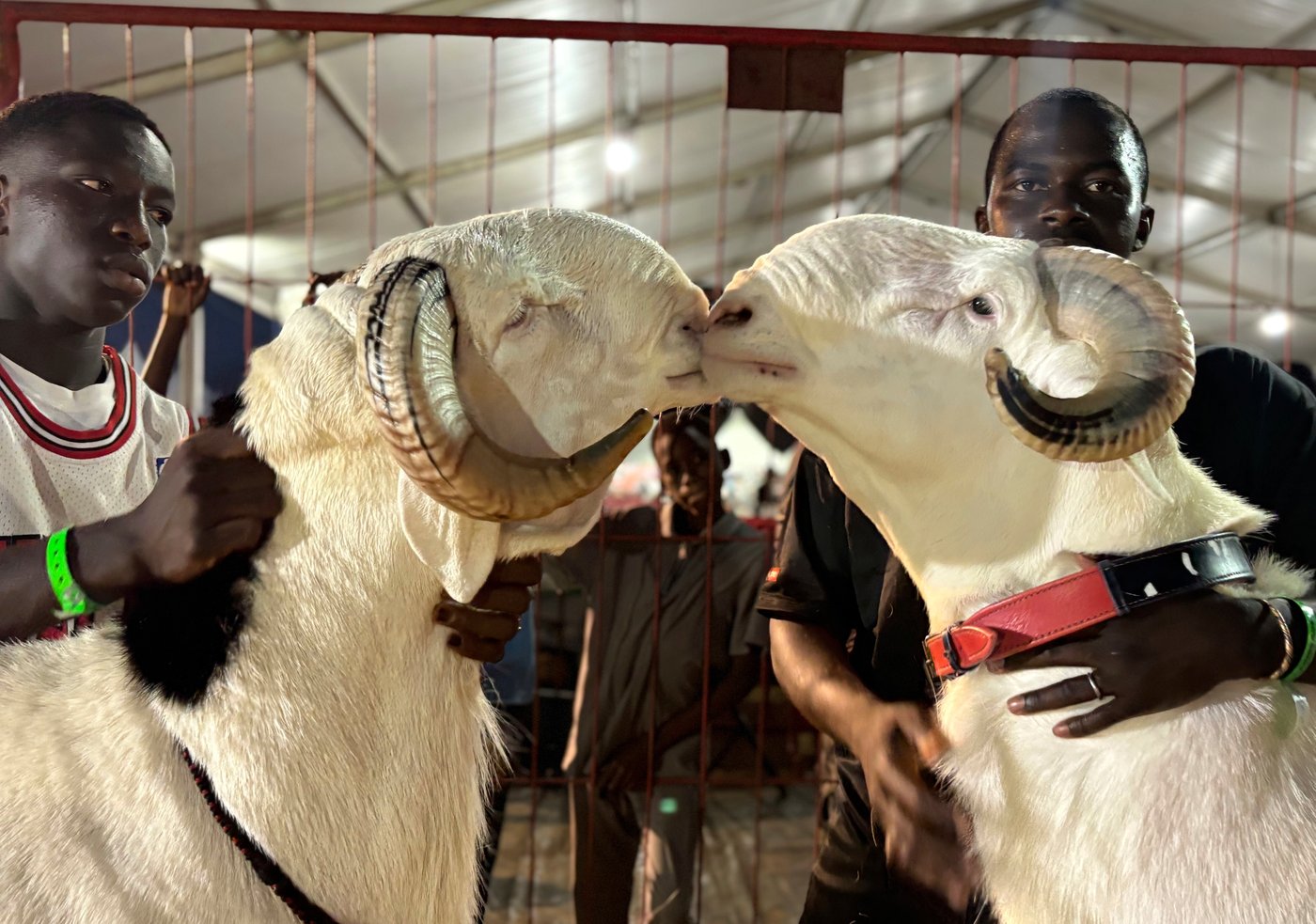 In Senegal, luxury sheep shine at a beauty contest and fetch a high price | iNFOnews.ca