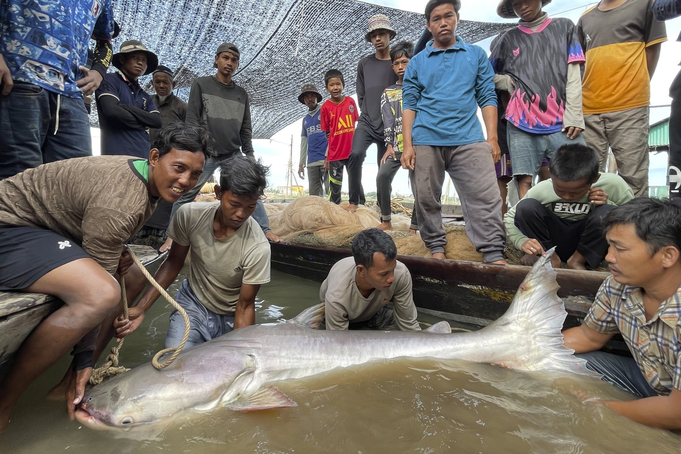 Huge and rare Mekong catfish spotted in Cambodia, raising conservation hopes | iNFOnews.ca Huge and rare Mekong catfish spotted in Cambodia, raising conservation hopes | iNFOnews.ca