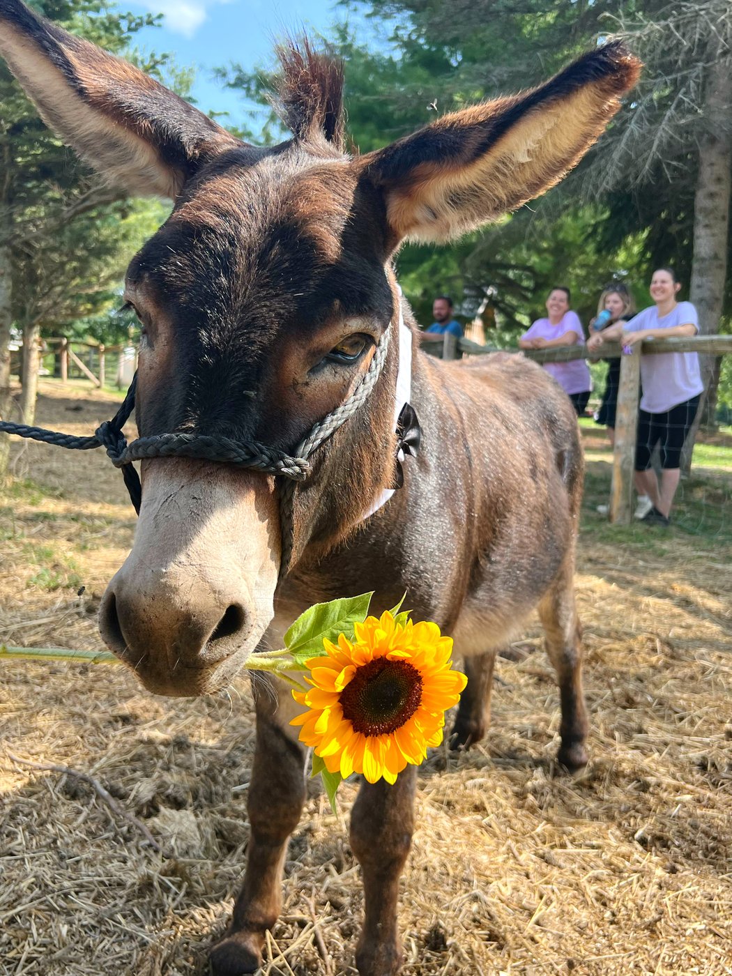 'Long walks around the farm': Ontario miniature donkey's dating profile goes viral | iNFOnews.ca 'Long walks around the farm': Ontario miniature donkey's dating profile goes viral | iNFOnews.ca