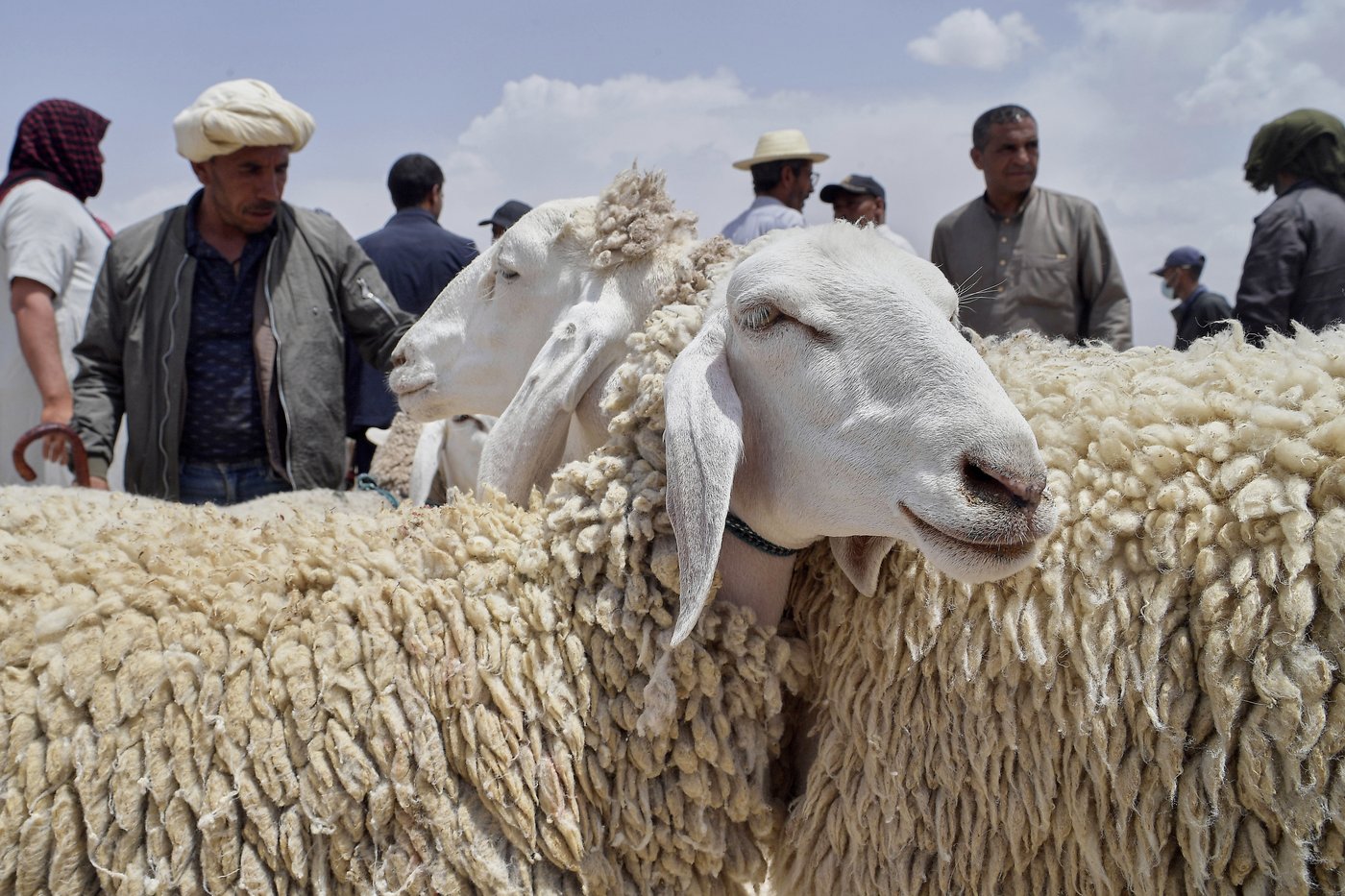 Drought, rising prices and dwindling herds undercut this year's Eid al-Adha in North Africa | iNFOnews.ca Drought, rising prices and dwindling herds undercut this year's Eid al-Adha in North Africa | iNFOnews.ca