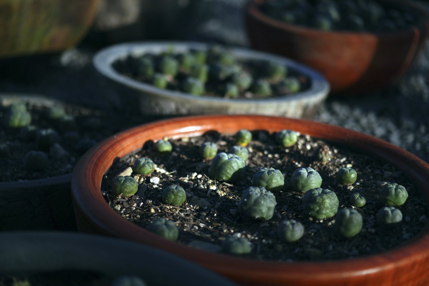 Peyote sacred to Native Americans threatened by psychedelic renaissance and development | iNFOnews.ca Peyote sacred to Native Americans threatened by psychedelic renaissance and development | iNFOnews.ca