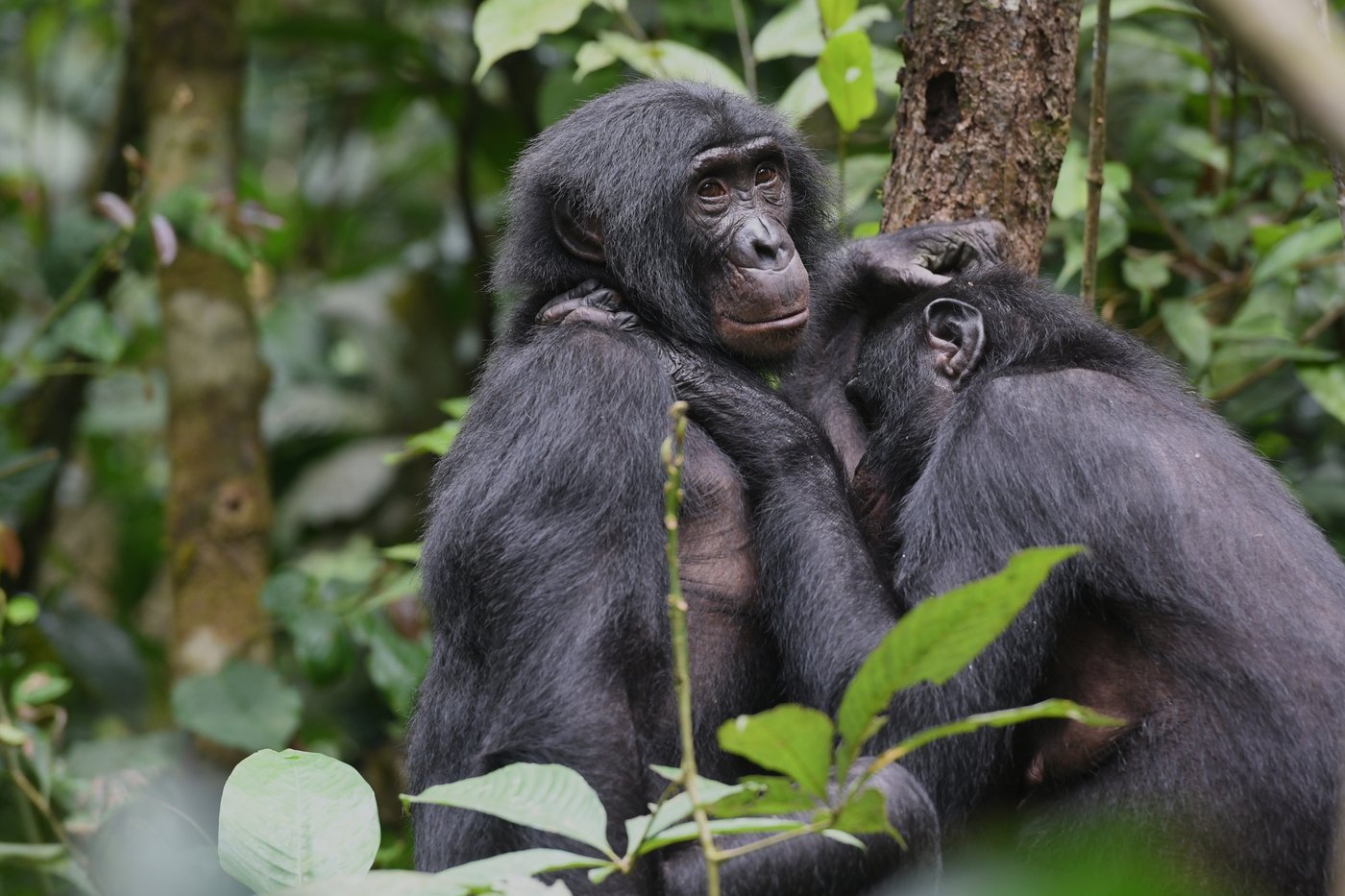 Bonobos in Congo form girl groups to fend off male aggression, study says | iNFOnews.ca Bonobos in Congo form girl groups to fend off male aggression, study says | iNFOnews.ca