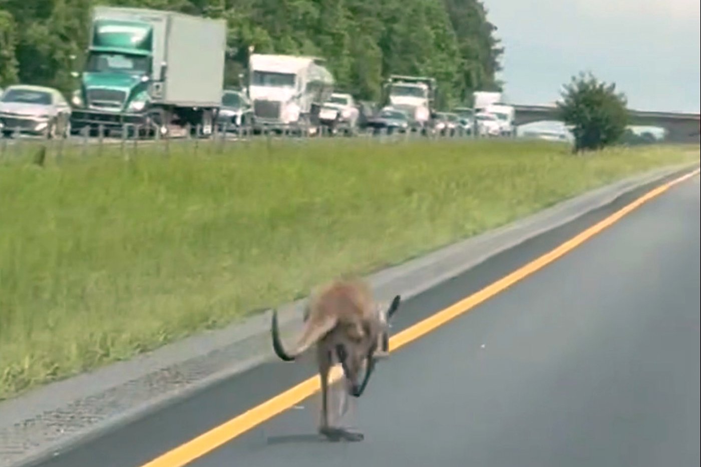 Runaway kangaroo on the loose named Sheila shuts down Alabama interstate | iNFOnews.ca Runaway kangaroo on the loose named Sheila shuts down Alabama interstate | iNFOnews.ca