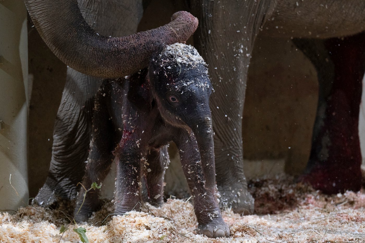 Columbus Zoo welcomes 2nd Asian elephant calf this year | iNFOnews.ca
