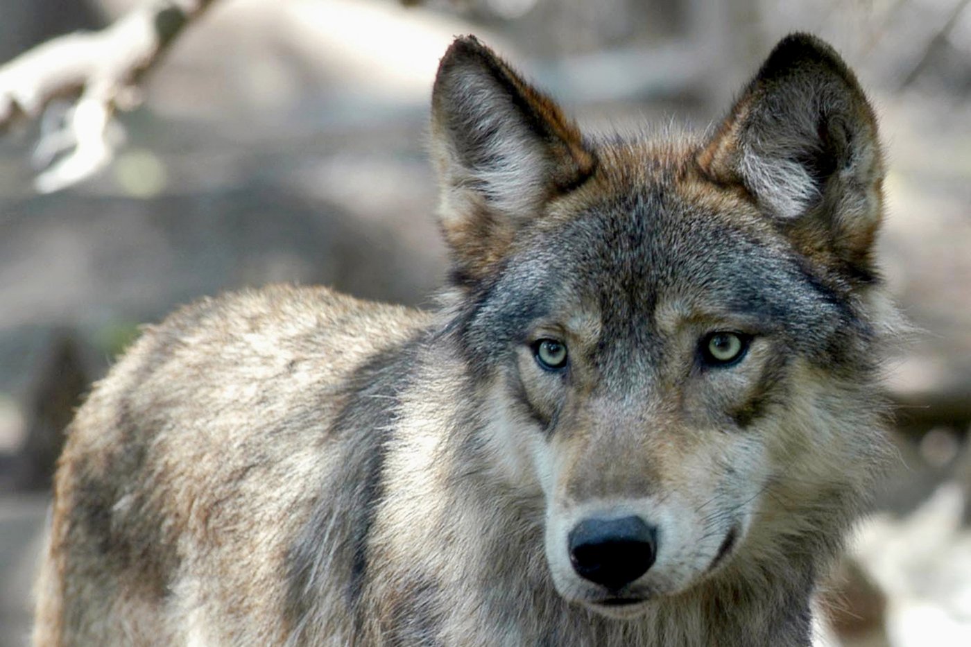 Operation underway to capture B.C. wolves for relocation in Colorado | iNFOnews.ca