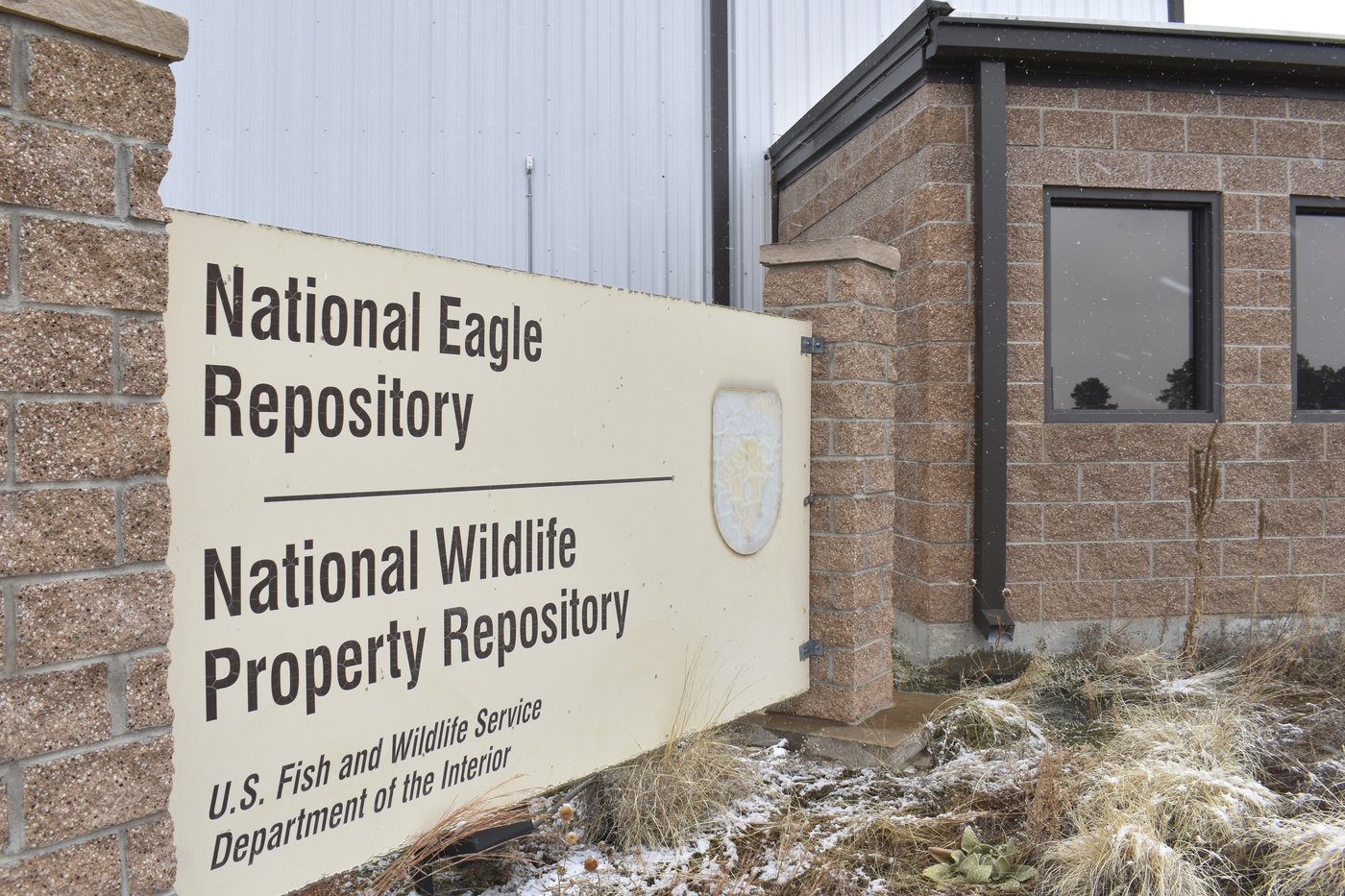 Poachers are exploiting the high demand for eagle feathers that are sacred among Native Americans | iNFOnews.ca