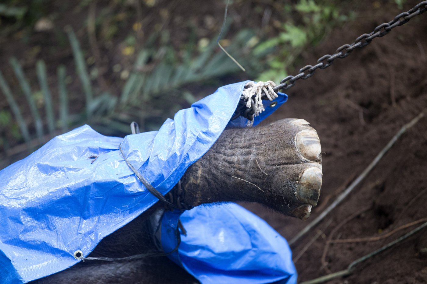 A zoo elephant dies in Indonesia after being swept away in a river | iNFOnews.ca