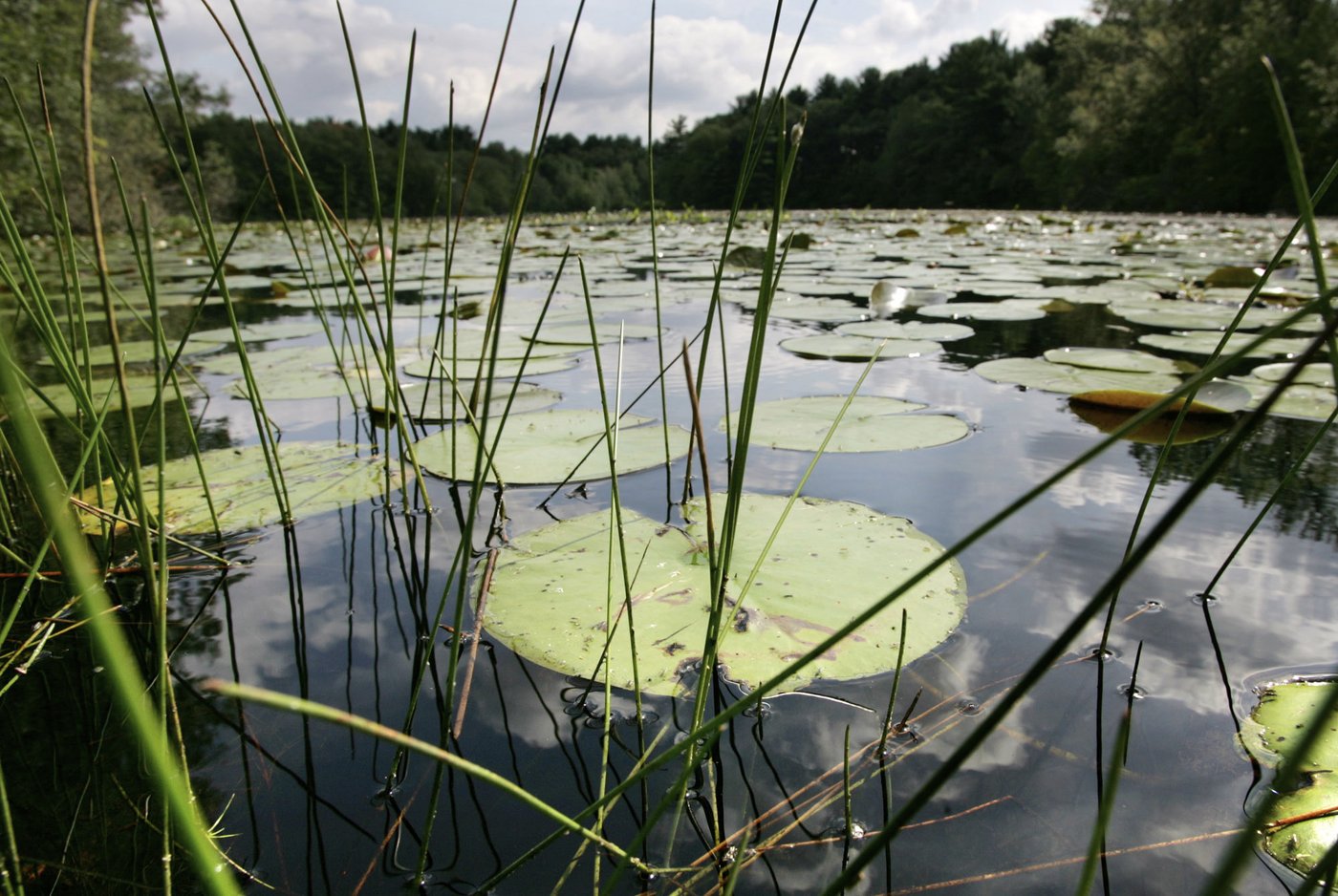 New research shows a quarter of freshwater animals are threatened with extinction | iNFOnews.ca
