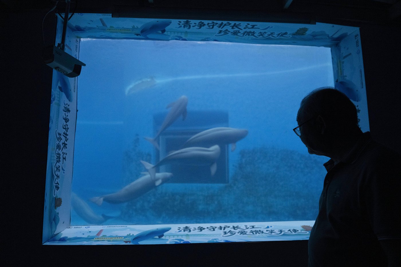 Photos show scientists breeding rare and endangered animals in China’s longest river | iNFOnews.ca
