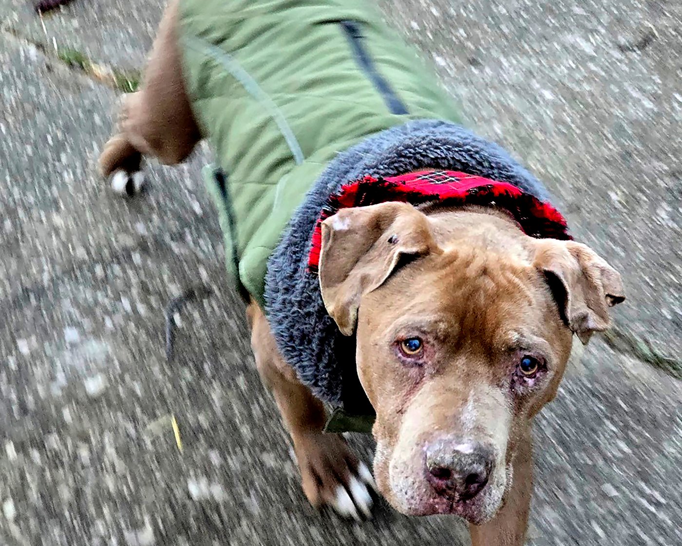 Jury convicts Michigan veterinarian of theft for refusing to return dog to homeless man | iNFOnews.ca