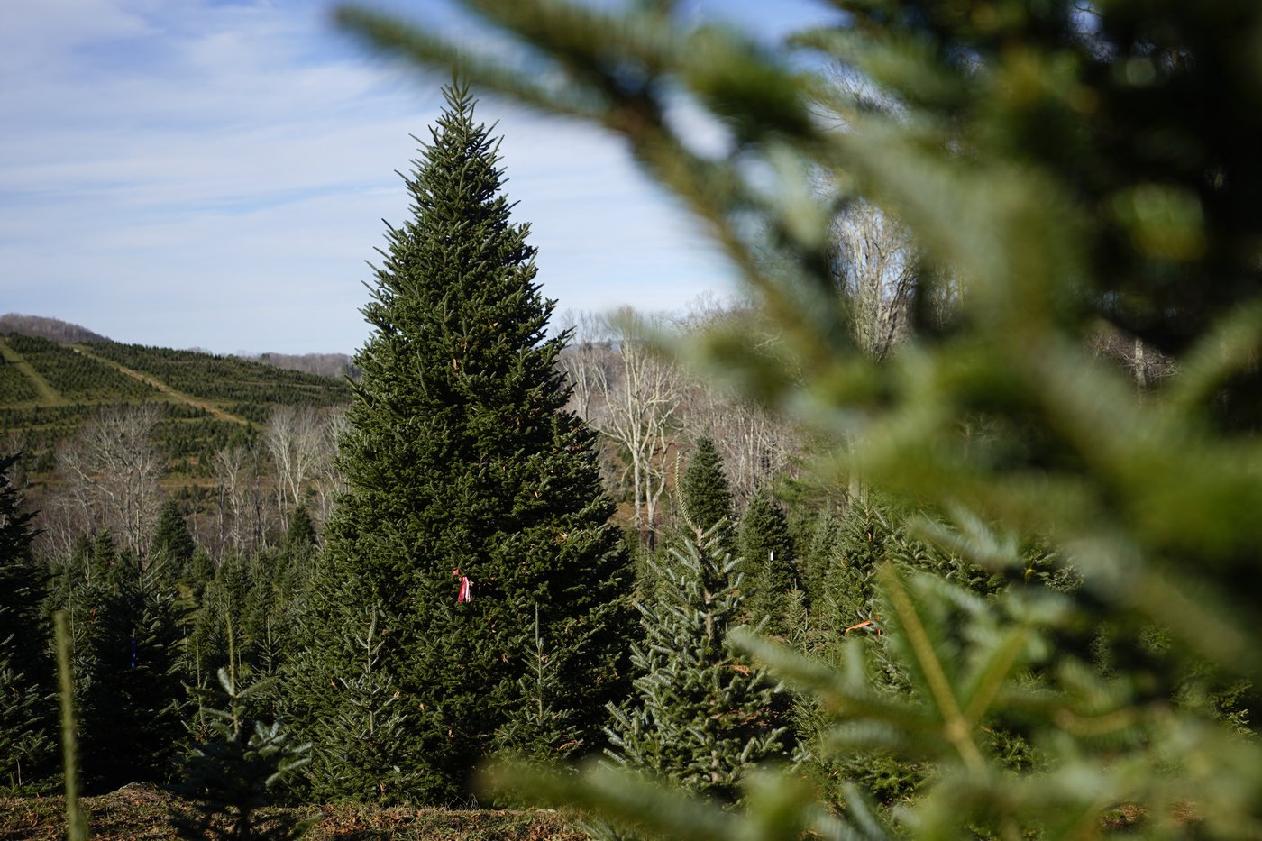 The White House's Christmas tree is a symbol of resilience for hurricane-hit North Carolina farms | iNFOnews.ca The White House's Christmas tree is a symbol of resilience for hurricane-hit North Carolina farms | iNFOnews.ca