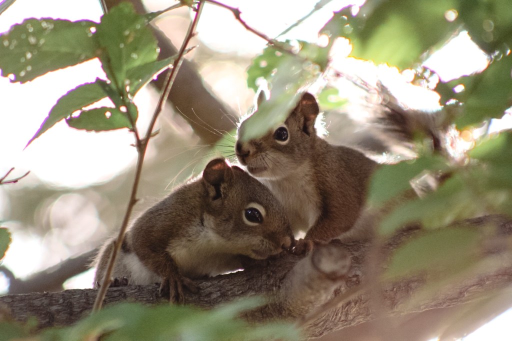 iN PHOTOS: Summertime animal antics in Kamloops, Okanagan | iNFOnews.ca