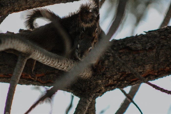 iN PHOTOS: Summertime animal antics in Kamloops, Okanagan | iNFOnews.ca