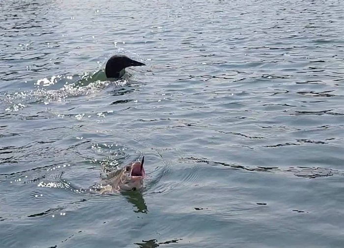 iN PHOTOS: Summertime animal antics in Kamloops, Okanagan | iNFOnews.ca