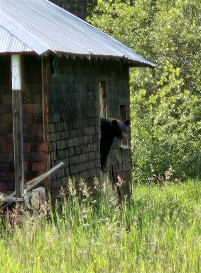 iN PHOTOS: Summertime animal antics in Kamloops, Okanagan | iNFOnews.ca