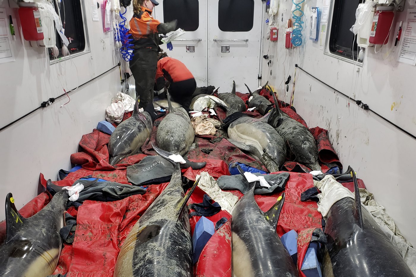 Historically bad year for dolphin strandings on Cape Cod has scientists looking for answers | iNFOnews.ca Historically bad year for dolphin strandings on Cape Cod has scientists looking for answers | iNFOnews.ca