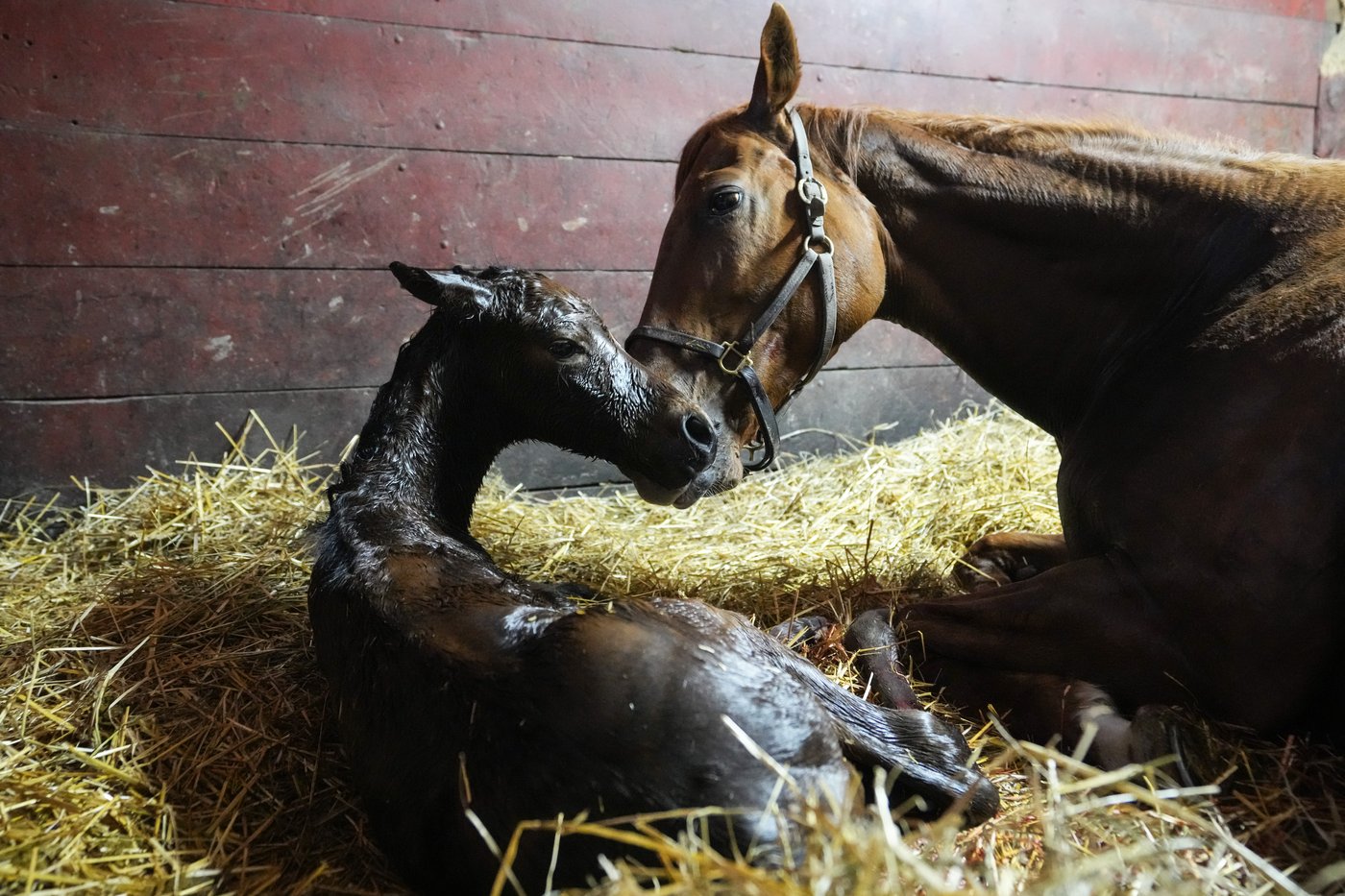 Veteran horseman Tim Drake says bringing a new life into the world never gets old | iNFOnews.ca Veteran horseman Tim Drake says bringing a new life into the world never gets old | iNFOnews.ca