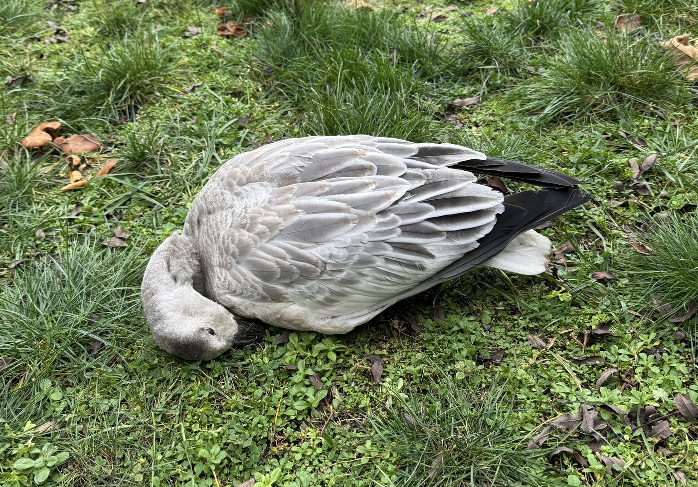 What do you do when a goose dies in your backyard, amid concerns about avian flu? | iNFOnews.ca