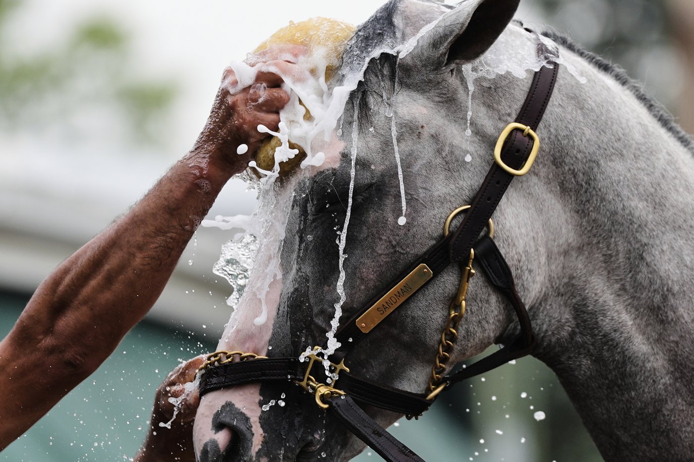 Enter Metallica: Sandman has some hard-rocking fans going into the Preakness | iNFOnews.ca
