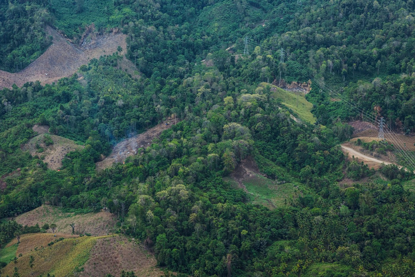 Interpol announces a new global fight against illegal deforestation | iNFOnews.ca Interpol announces a new global fight against illegal deforestation | iNFOnews.ca