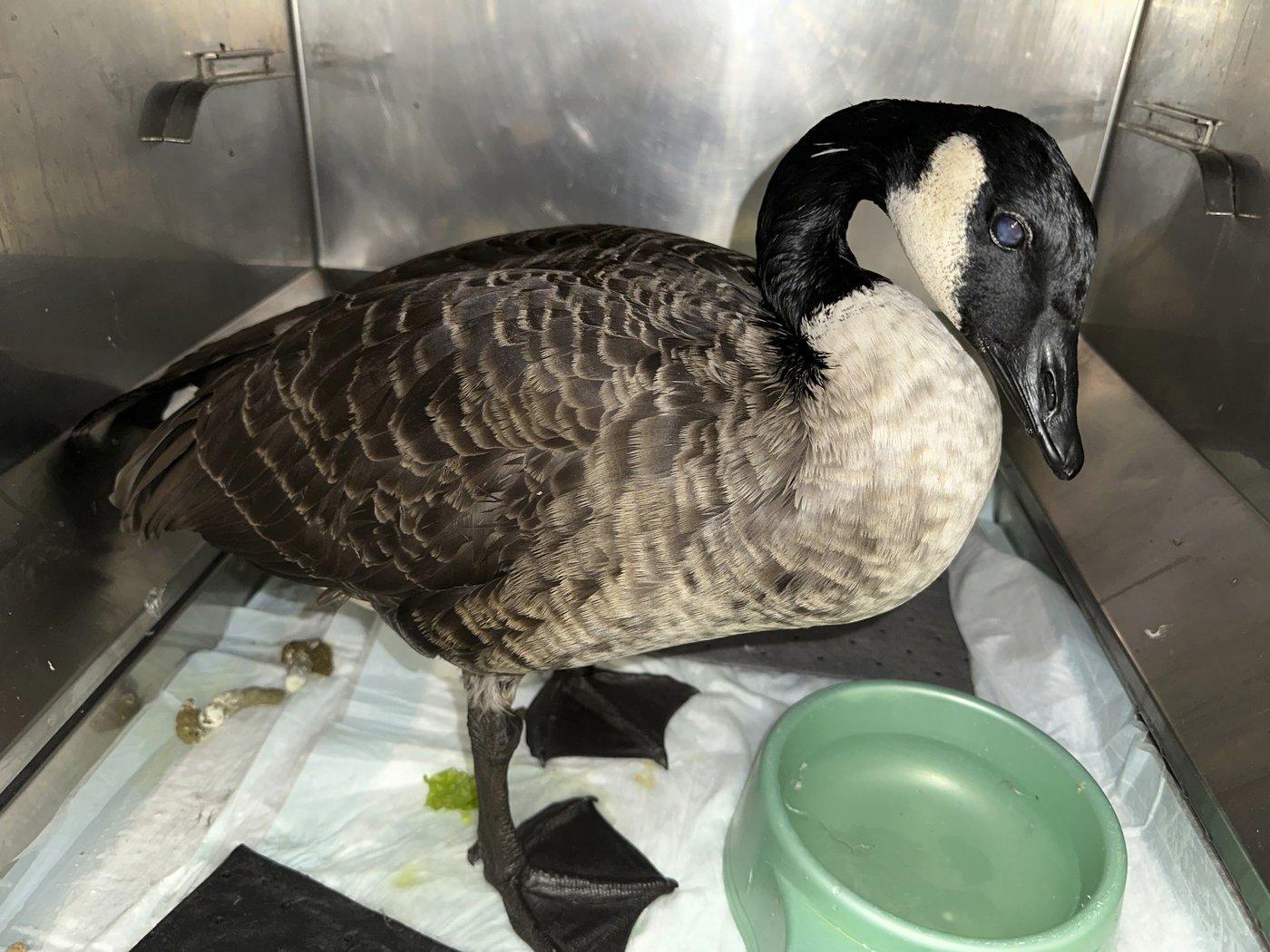 Rescuers rush to save geese and ducks soaked in oil due to spill in Boston river | iNFOnews.ca