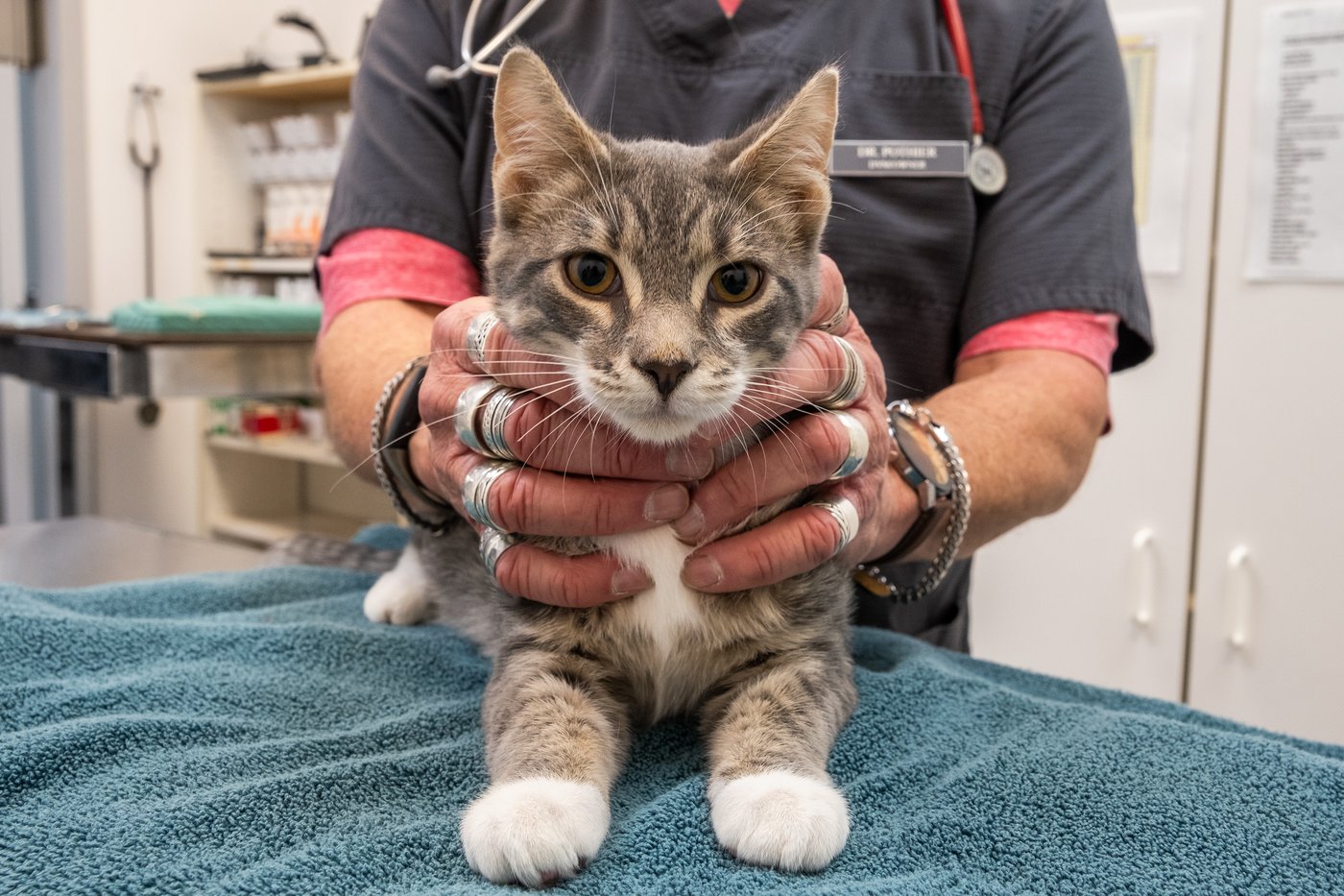 B.C.'s veterinary college says it risks insolvency in 2026 if fees don't increase | iNFOnews.ca B.C.'s veterinary college says it risks insolvency in 2026 if fees don't increase | iNFOnews.ca
