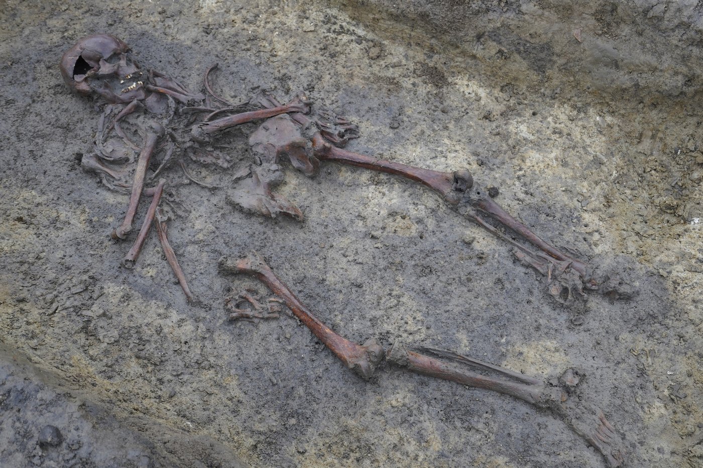 50 well-preserved Viking Age skeletons unearthed in Denmark | iNFOnews.ca 50 well-preserved Viking Age skeletons unearthed in Denmark | iNFOnews.ca
