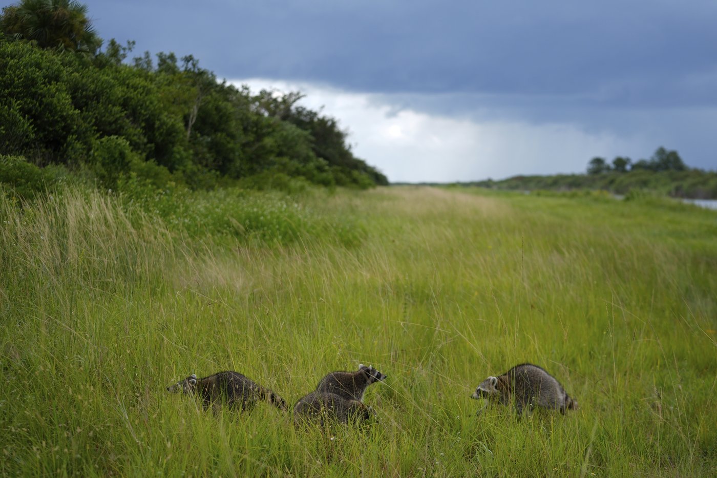 In Florida, the Miccosukee fight to protect the Everglades in the face of climate change | iNFOnews.ca