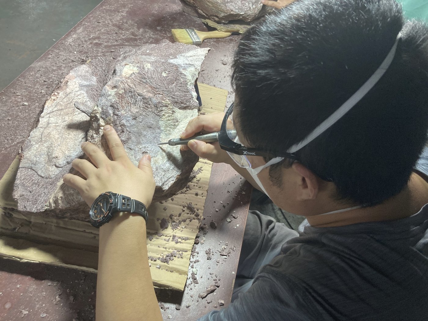 Hong Kong discovers dinosaur fossils for the first time | iNFOnews.ca