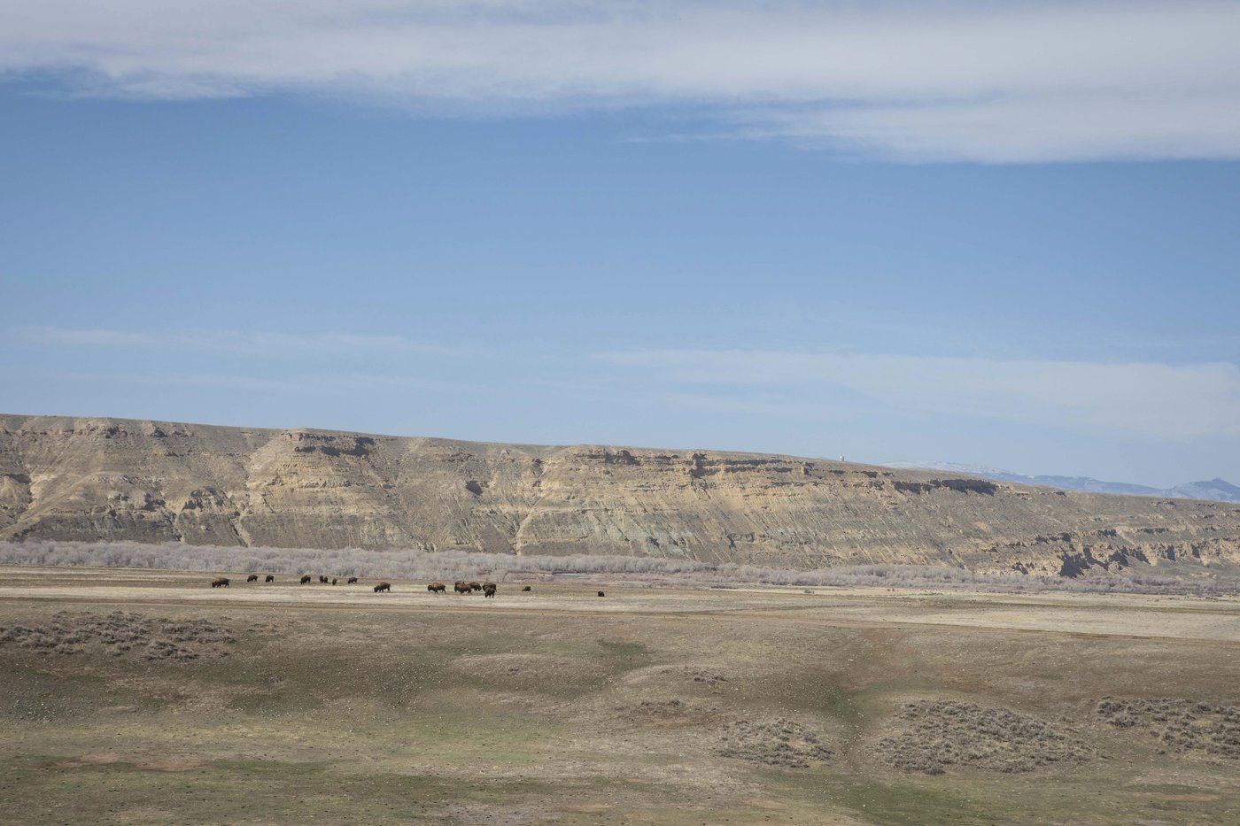 In Wyoming, the Eastern Shoshone tribe decided to classify buffalo as wildlife. Here is why | iNFOnews.ca In Wyoming, the Eastern Shoshone tribe decided to classify buffalo as wildlife. Here is why | iNFOnews.ca