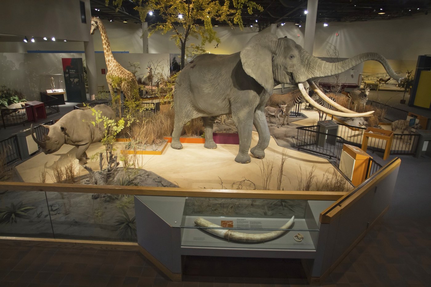 Tigers, zebras and other stuffed animals will get new homes after health concerns kept them hidden | iNFOnews.ca Tigers, zebras and other stuffed animals will get new homes after health concerns kept them hidden | iNFOnews.ca