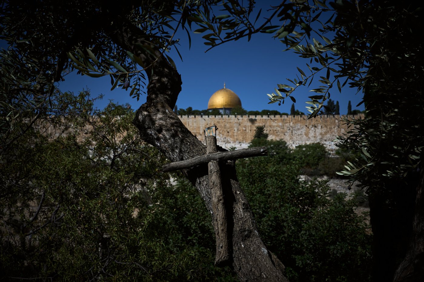 Photos show monks and nuns harvesting olives on the Holy Land’s Mount of Olives | iNFOnews.ca